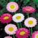 Acroclinium Roseum Mix - Image 2